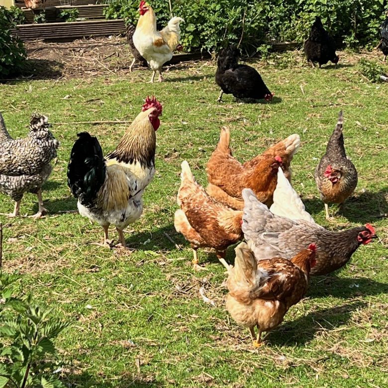 12 Fresh & Fertile Chicken Hatching Eggs - Assorted Barnyard mix *FANCY BREEDS