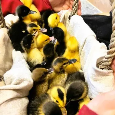 Hatching Eggs: Duck – Mixed breed