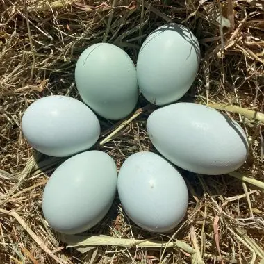 Hatching Eggs: Chicken – Cream Legbar (auto-sexing)
