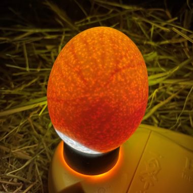 fertile CL egg