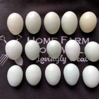 Cream Legbar eggs