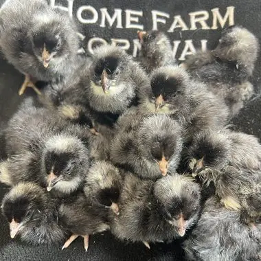 Hatching Eggs: Chicken – Barred Plymouth Rock