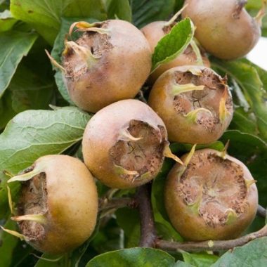 MEDLAR
