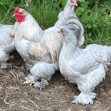 Hatching Eggs: Chicken – Isabella Brahma